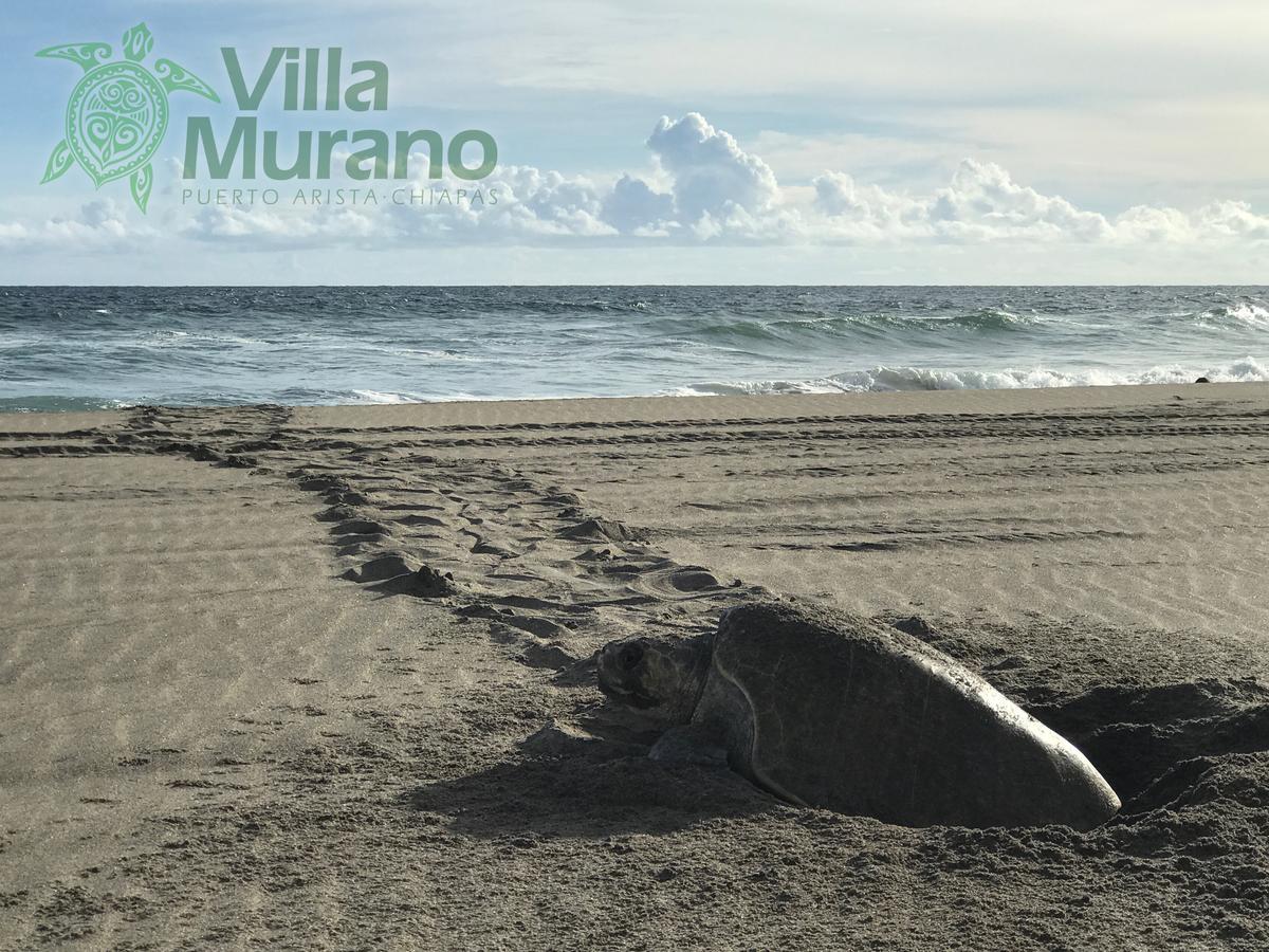 Hotel Villa Murano بويرتو أريستا المظهر الخارجي الصورة